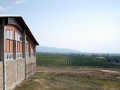 Vineyards at Dalvina