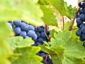 Grapes on the vine in Filovski Vineyards Grapes on the vine in Filovski Vineyards