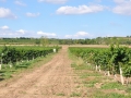 Pivka's Vineyards