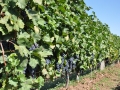 Pivka's Vineyards