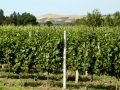 Popov Winery Vineyards