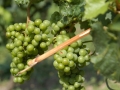 Grapes on the vine in the Popov Winery vineyards