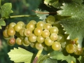 Grapes on the vine in the Popov Winery vineyards