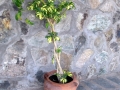 Potted tree at Popova Kula