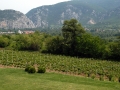 Popova Kula vineyards