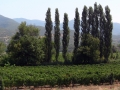 Popova Kula vineyards