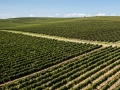 Tikves Vineyards