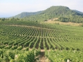 Tikves Vineyards