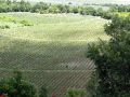 Vineyards in the Tikves region of Macedonia