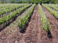 Vineyards in the Tikves region of Macedonia
