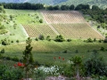 Vineyards in the Tikves region of Macedonia