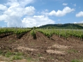 Vineyards in the Tikves region of Macedonia
