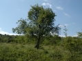 mBeljakovce 050208 3111 mBeljakovce 050208 3111