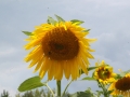 mSunflowers 072708 0003