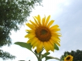 mSunflowers 072708 0006