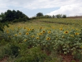 mSunflowers 072708 0008