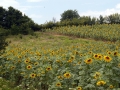 mSunflowers 072708 0011
