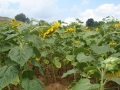 mSunflowers SC 072708 0004