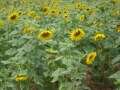 mSunflowers SC 072708 0008