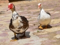 Ducks at the Kichevski Monastery