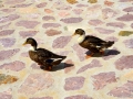 Ducks at the Kichevski Monastery