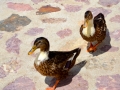 Ducks at the Kichevski Monastery