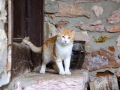 A cat at the Kichevski Monastery