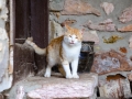 A cat at the Kichevski Monastery