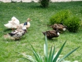 Ducks at the Kichevski Monastery