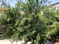 Pomengranates at the Church of the Holy Saviour (Sv Spas) in Skopje
