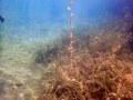 Scuba diving at the Bay of the Bones at Plocha Mikov Grad on Lake Ohrid