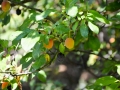 Wild plums on the island of Golem Grad