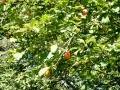 Wild plums on the island of Golem Grad