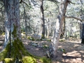 Juniper Forest on the island of Golem Grad