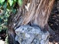 Tree growing a around a rock on the island of Golem Grad