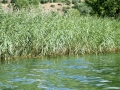 Lake Prespa and the shoreline near Dolni Dupeni