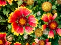 Flowers of the Chapel of St Michael at Peshna Cave Flowers of the Chapel of St Michael at Peshna Cave
