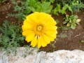 Flowers of the Chapel of St Michael at Peshna Cave Flowers of the Chapel of St Michael at Peshna Cave