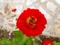 Flowers of the Chapel of St Michael at Peshna Cave Flowers of the Chapel of St Michael at Peshna Cave