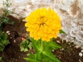 Flowers of the Chapel of St Michael at Peshna Cave Flowers of the Chapel of St Michael at Peshna Cave