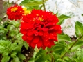 Flowers of the Chapel of St Michael at Peshna Cave Flowers of the Chapel of St Michael at Peshna Cave
