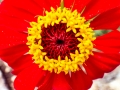 Flowers of the Chapel of St Michael at Peshna Cave Flowers of the Chapel of St Michael at Peshna Cave