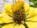 Flowers of the Chapel of St Michael at Peshna Cave Flowers of the Chapel of St Michael at Peshna Cave