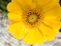 Flowers of the Chapel of St Michael at Peshna Cave Flowers of the Chapel of St Michael at Peshna Cave