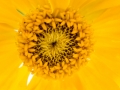 Flowers of the Chapel of St Michael at Peshna Cave Flowers of the Chapel of St Michael at Peshna Cave
