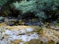 Vevchani Springs, Vevchanski Izvori