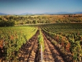 Bovin-Vineyards-Macedonia-01