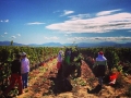 Bovin-Vineyards-Macedonia-06