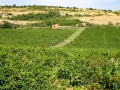 Chateau Sopot vineyards